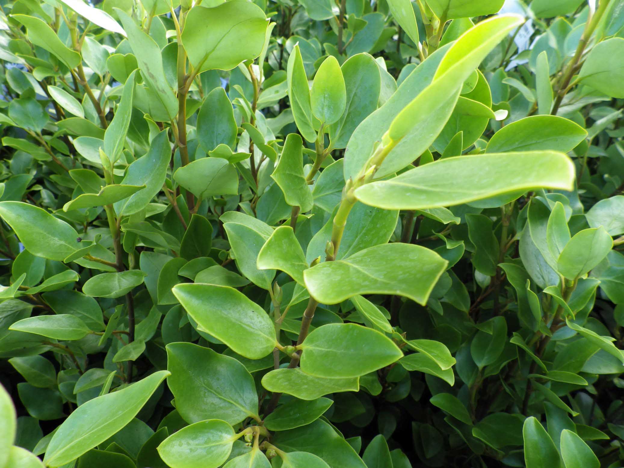 Griselinia littoralis Pépinières de la Rivière Pépinière Jardinerie