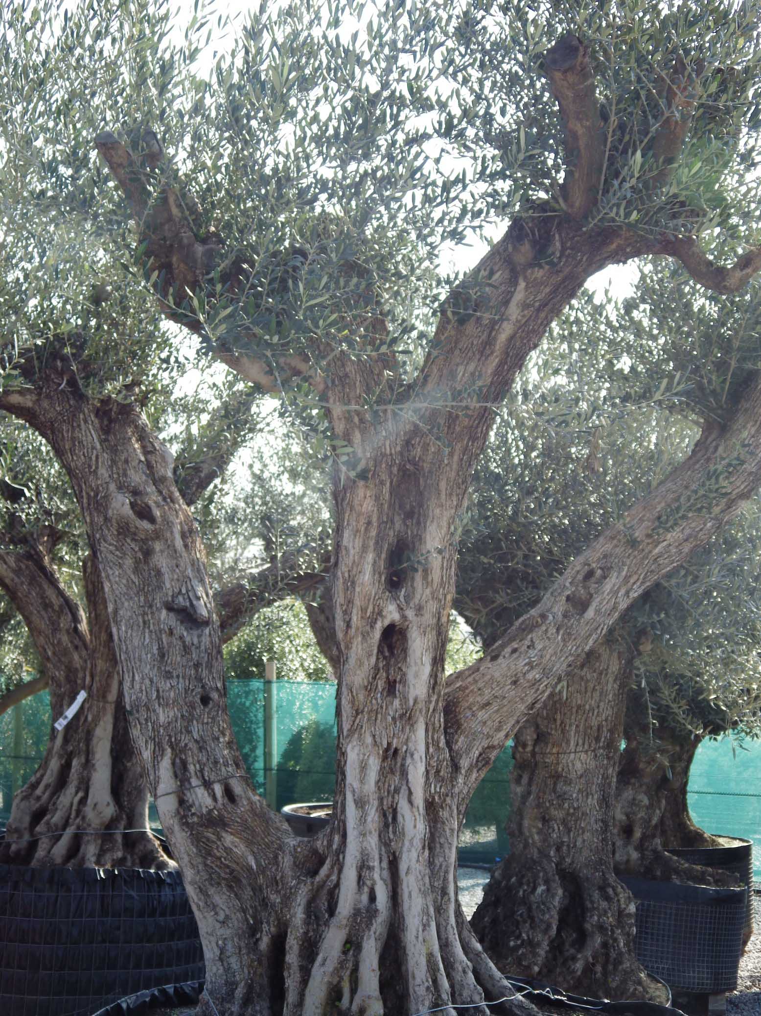 Olea europea Pépinières de la Rivière Pépinière Jardinerie