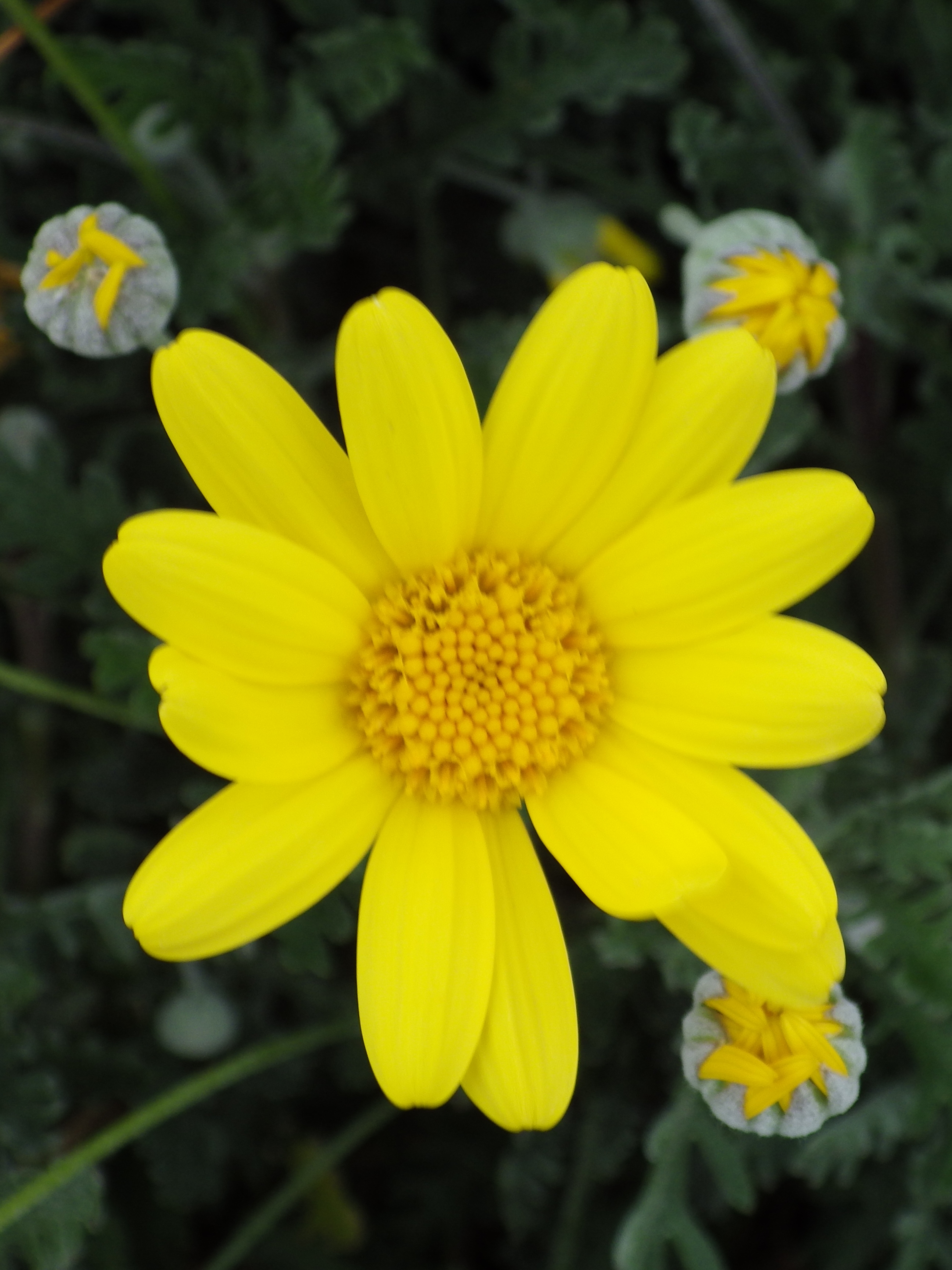 Euryops pectinatus - Pépinières de la Rivière - Pépinière Euryops pectinatus - Pépinières de la Rivière - Pépinière