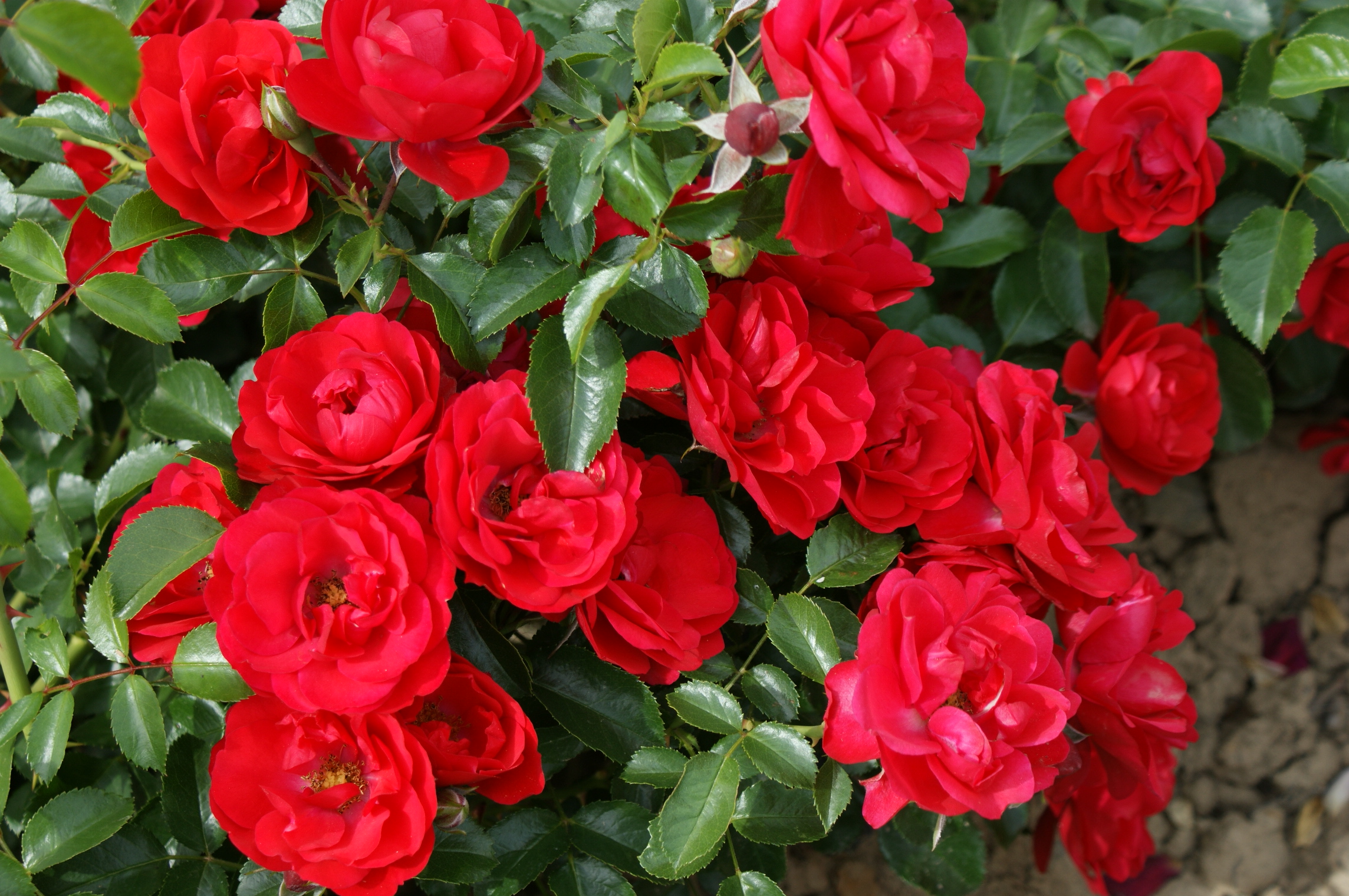 Rosier Kadora® Pépinières de la Rivière Pépinière Jardinerie