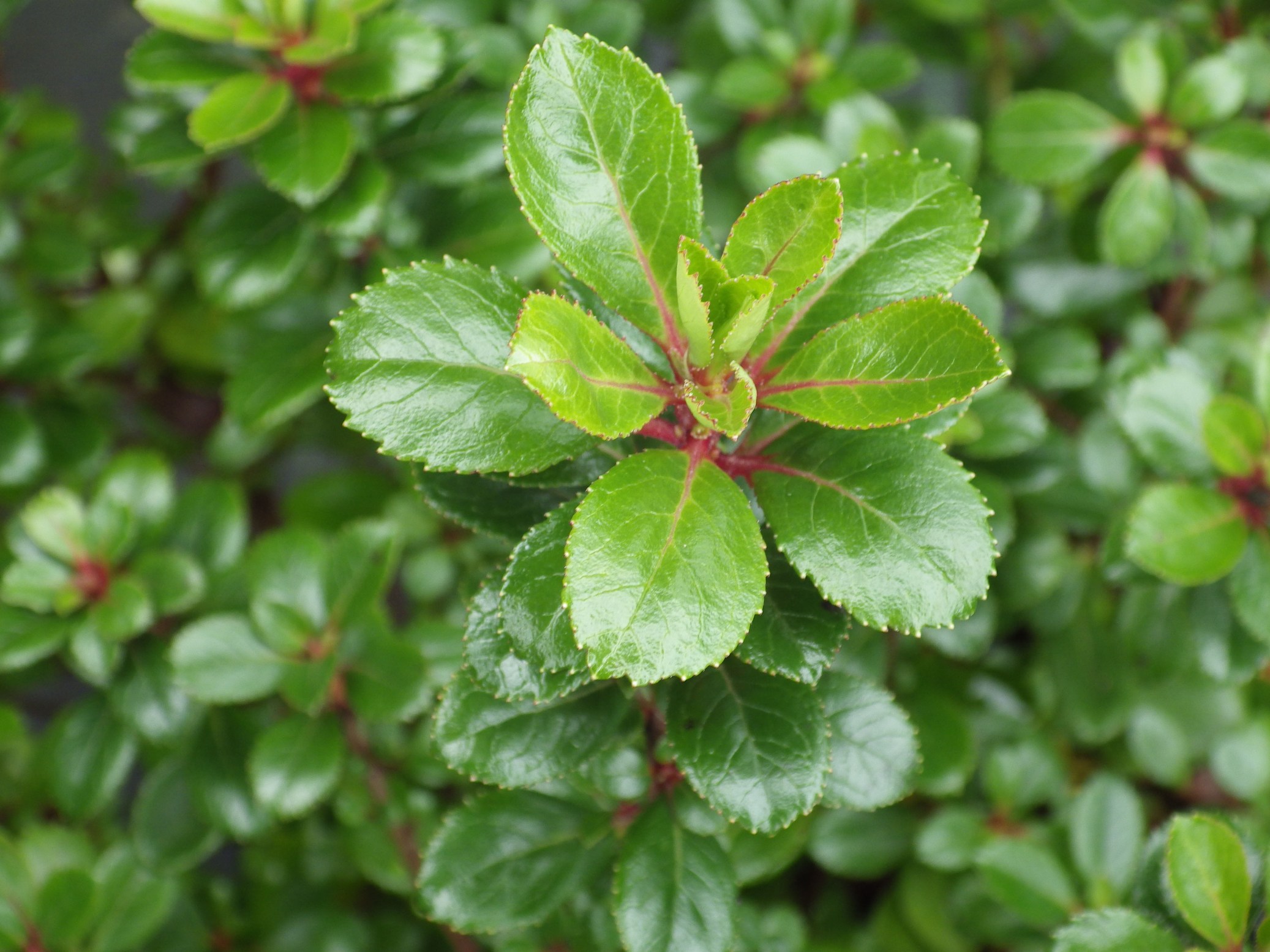Escallonia 'Red Dream' Pépinières de la Rivière Pépinière