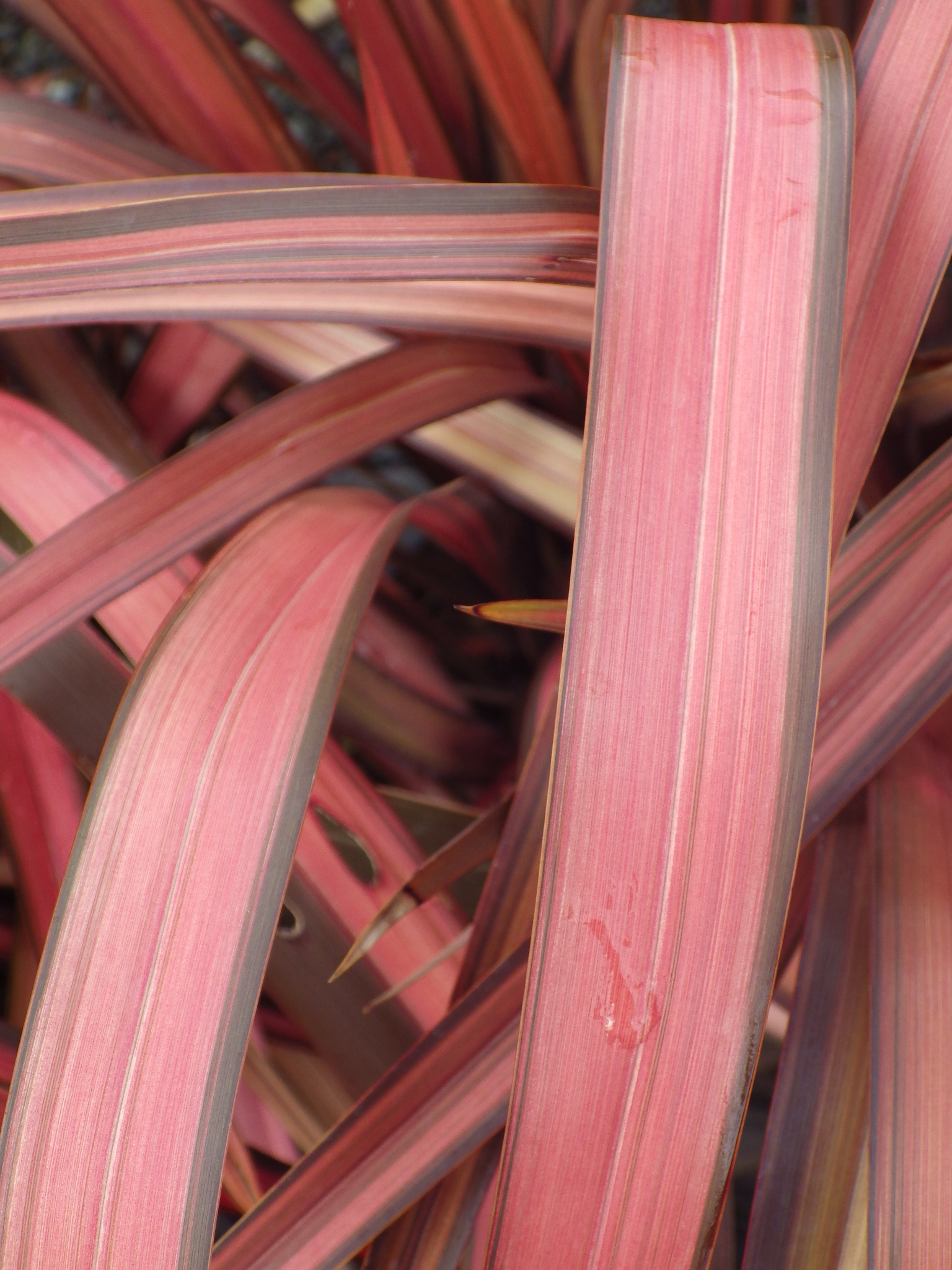 Phormium tenax 'Pink Panther' Pépinières de la Rivière Pépinière
