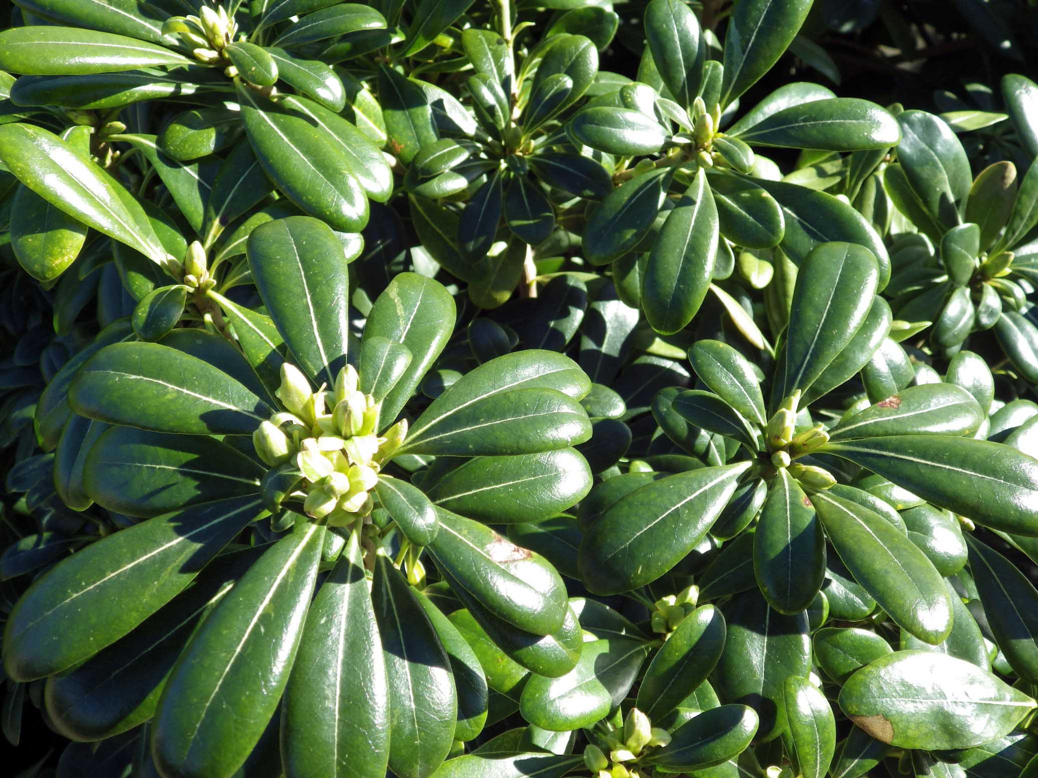 Pittosporum tobira 'Nana' Pépinières de la Rivière Pépinière