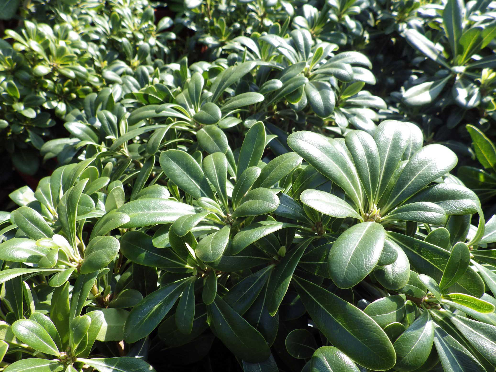 Pittosporum tobira 'Nana' Pépinières de la Rivière Pépinière