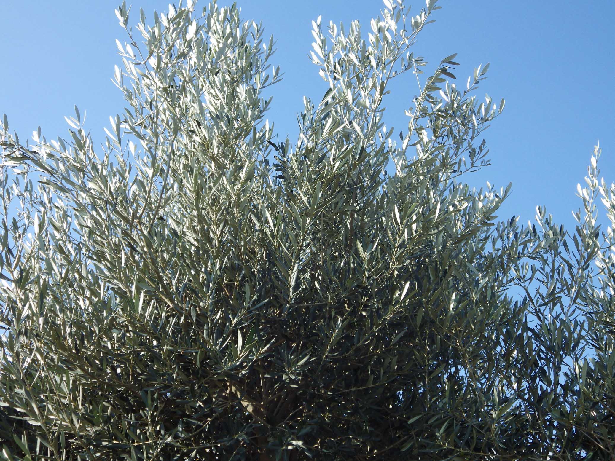 Olea europea Pépinières de la Rivière Pépinière Jardinerie