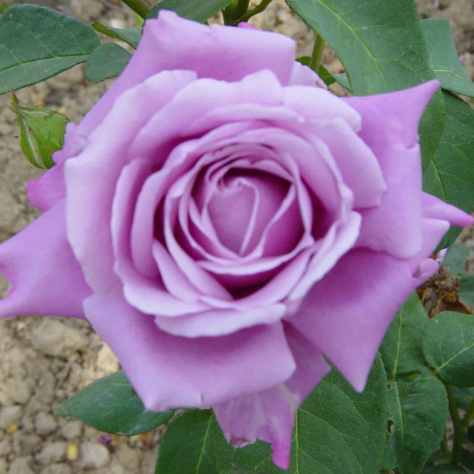 Rosier Charles de Gaulle® Pépinières de la Rivière Pépinière