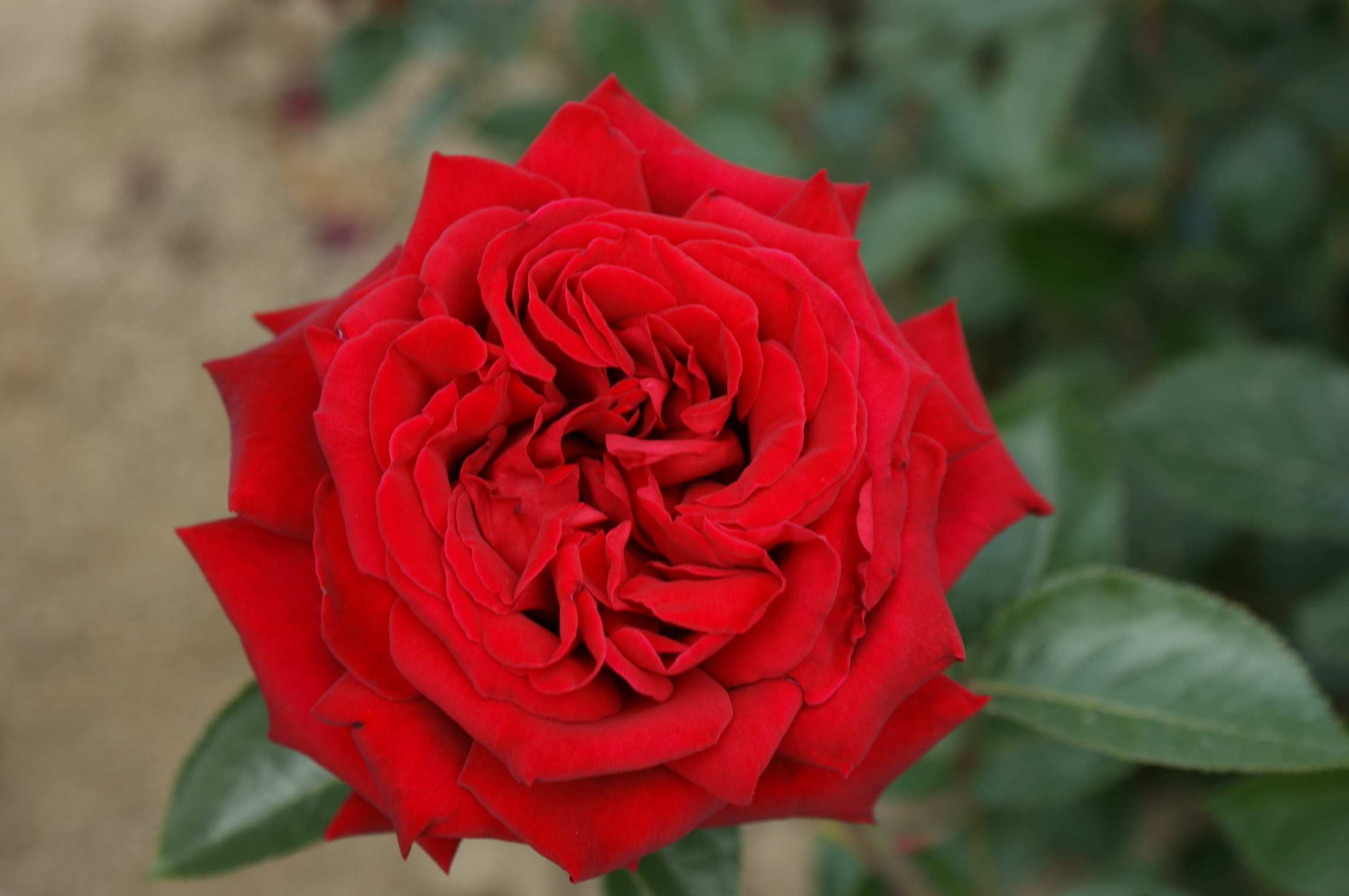 Rosier Rouge Adam® - Pépinières de la Rivière - Pépinière Jardinerie ...