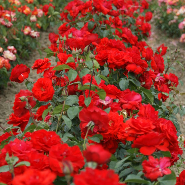 Rosier Chorus® Pépinières de la Rivière Pépinière Jardinerie